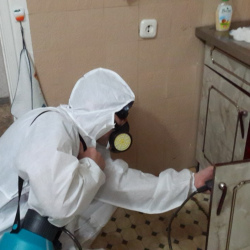 Дезинфекция от муравьев в квартире в Тучково